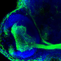 “nox2/cybb Deficiency Affects Zebrafish Retinotectal Connectivity"